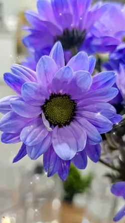 카네이션을 기억하며