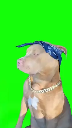 Gangsta Dog Vibing