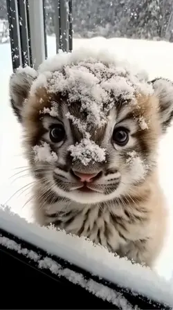 live wallpaper