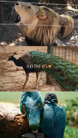 Zoo Time