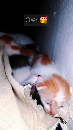 Newborn kitten