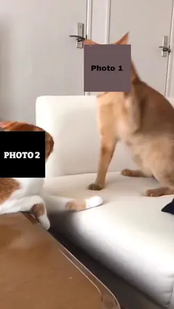 fight
