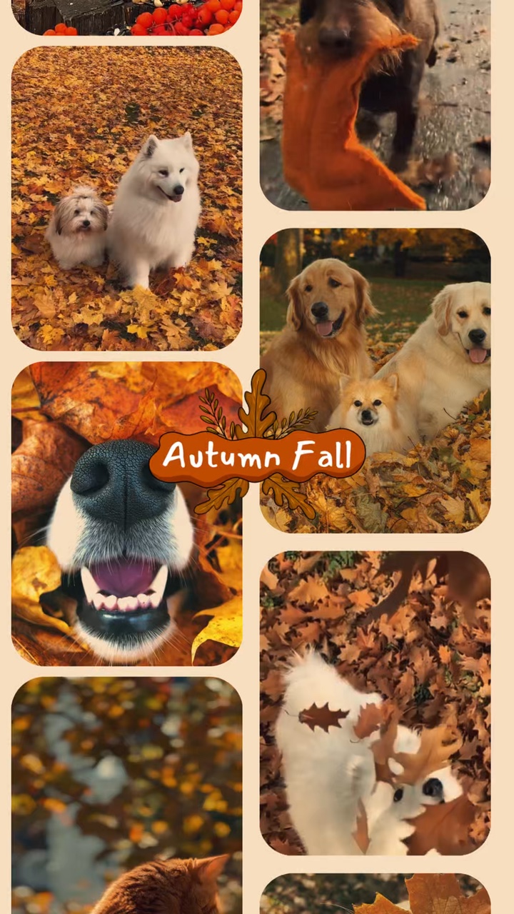 Pet in autumn 