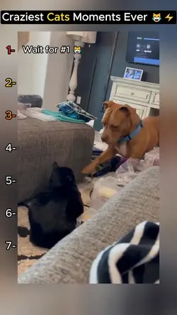 Funny cats moment ev