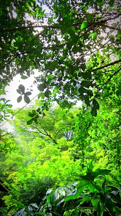 คาเฟวิวสวบธรรรมชาติ