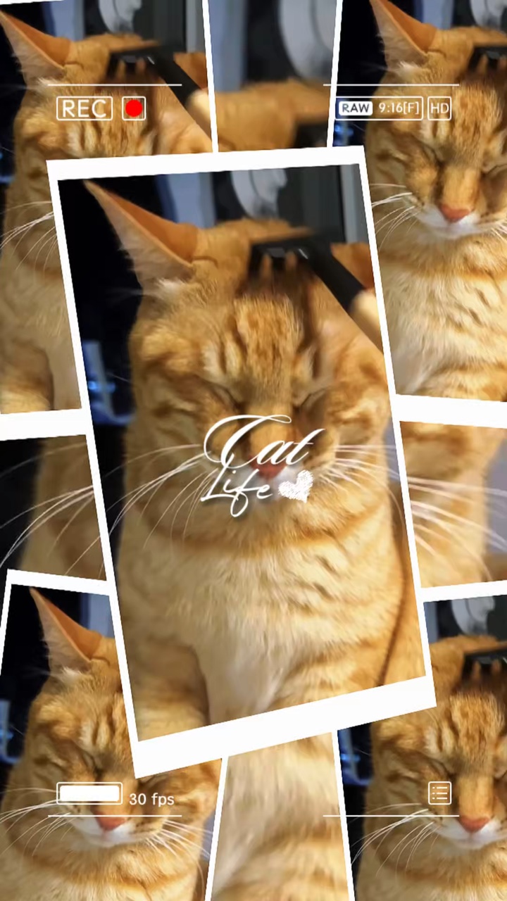 Leben der Katze