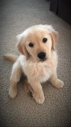 My dog then vs now ❤️