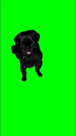 scuba pug meme