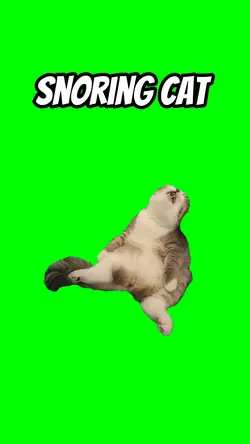 Snoring cat 