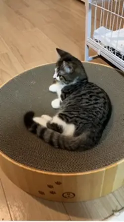 猫壱ボールでゆっくり