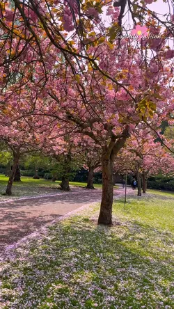 Serenity In Pink…! 
