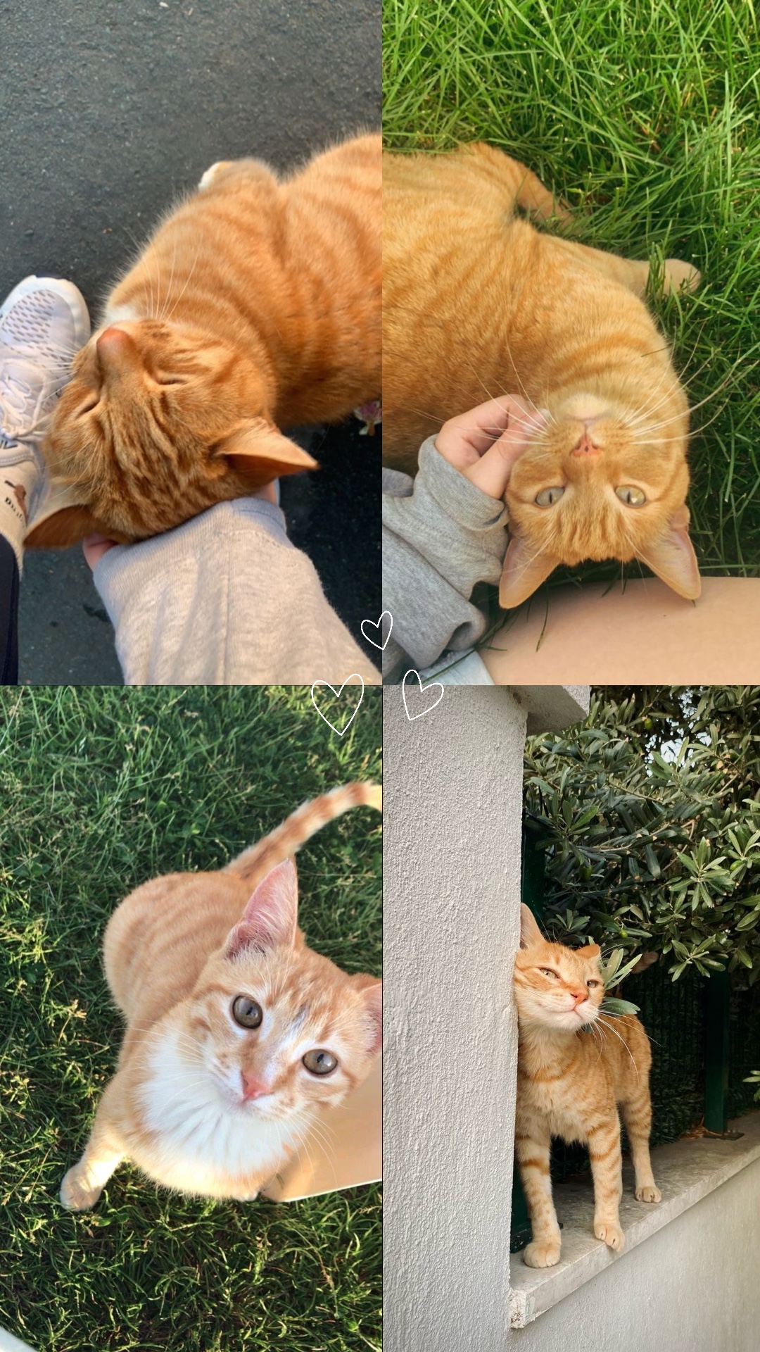 Lindo gato