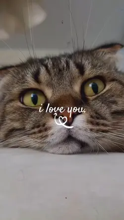 love my cat
