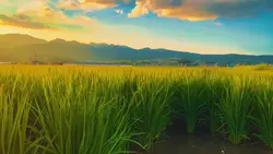夏☀️☀️