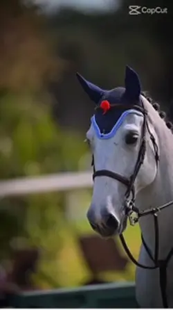 Horseriding 