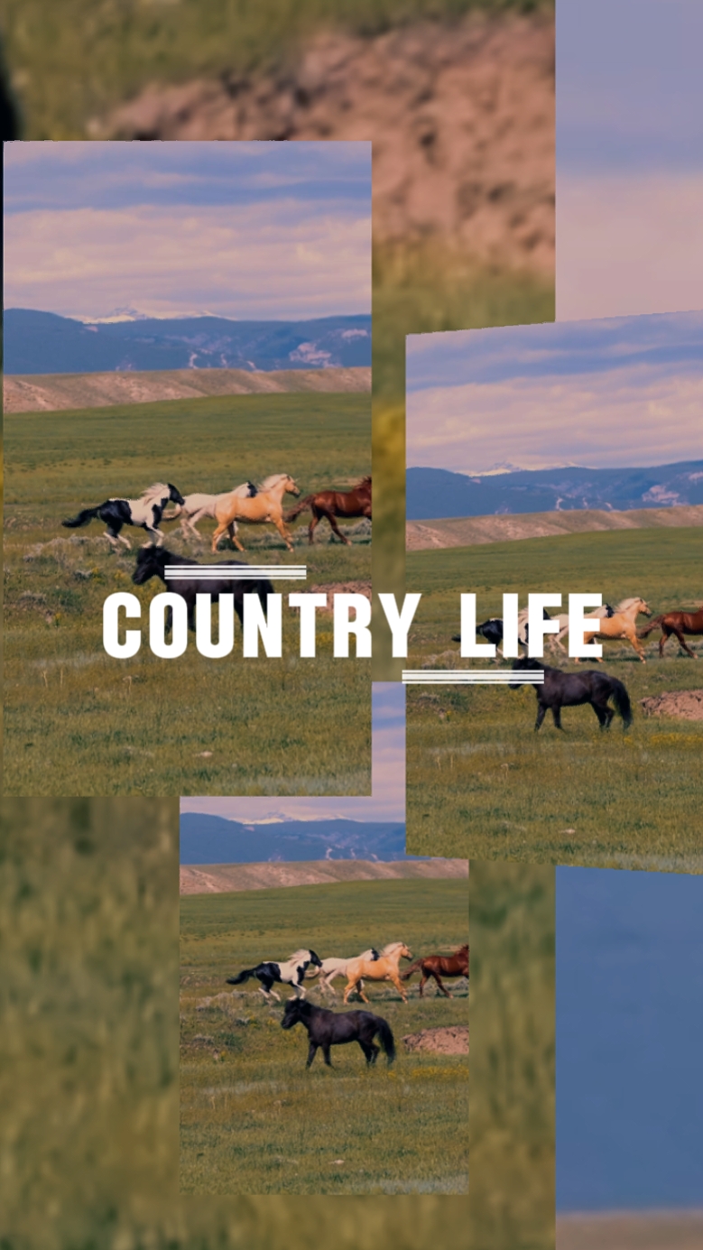 Vida no campo