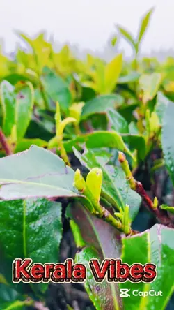 Kerala vibes