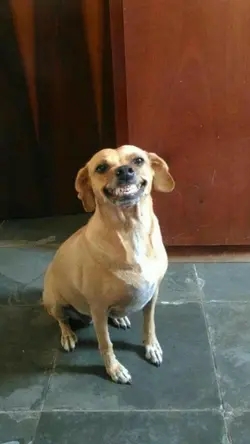 Pet Dance 