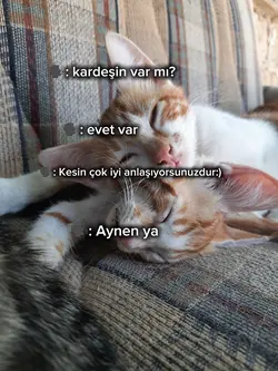kardeş şablonu