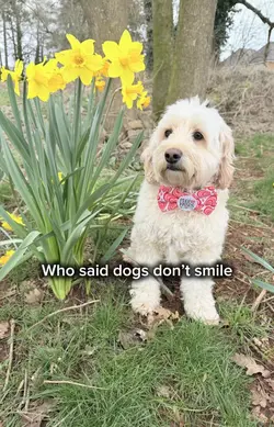 Dog template 