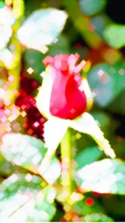 Kostenlose Vorlage 🌹