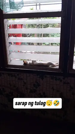 funny CAT videos