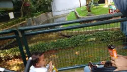 orang utan