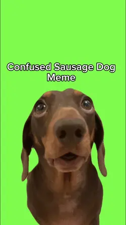 Confused Dog Meme
