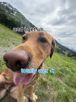 doggo 