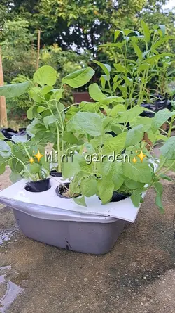 vlog Mini garden