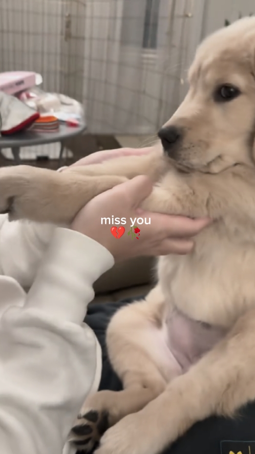 보고싶다 개