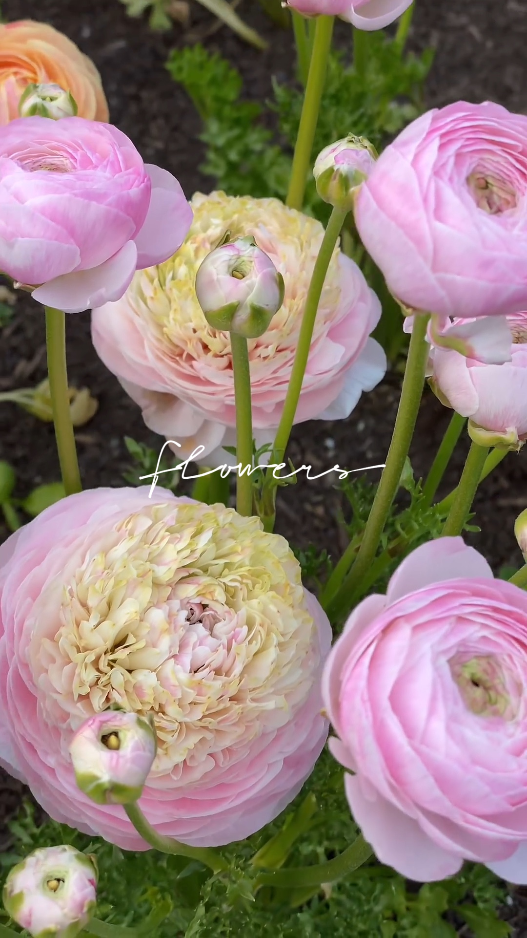 Fleurs