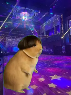 Guinea pig, left rig