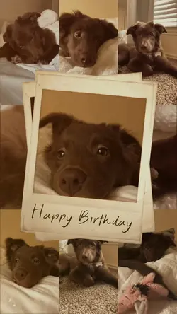 Dog Birthday 🐾🤍🫶