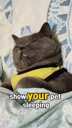 Your Pet Sleeping