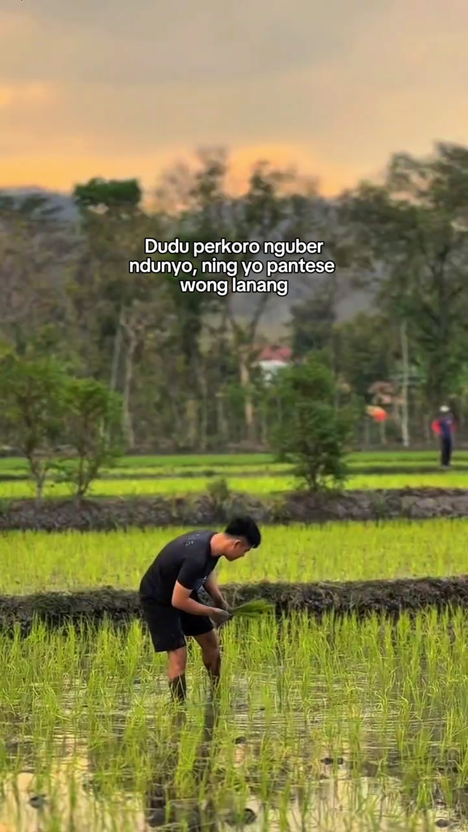 bahan sw