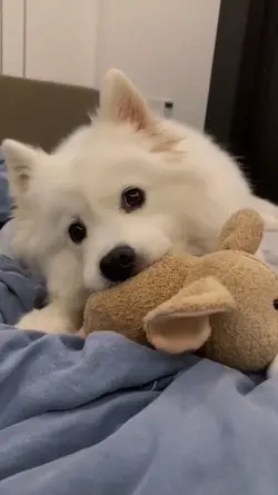 My dog