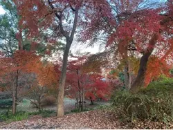 Momiji 
