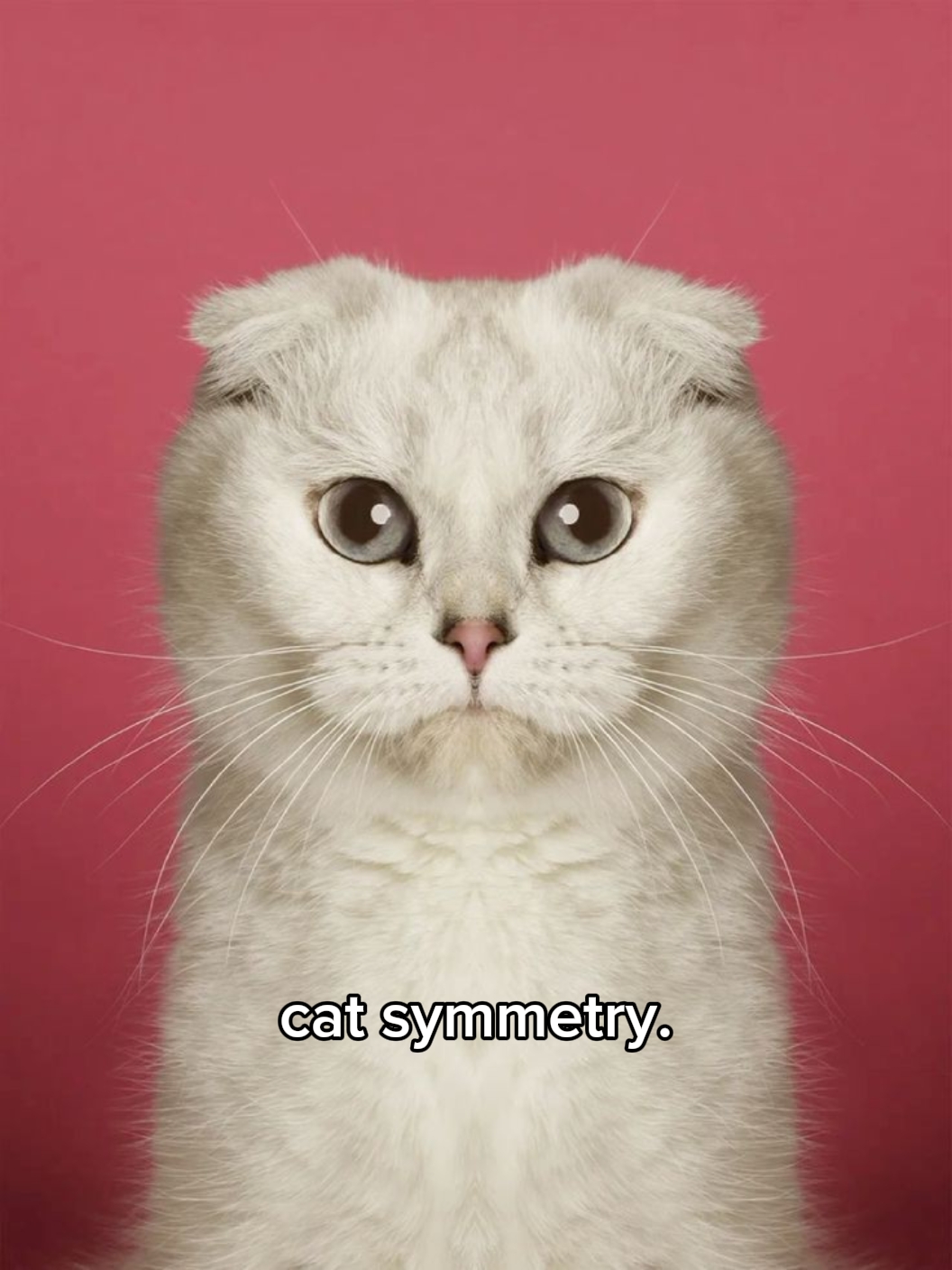 cat symmetry 