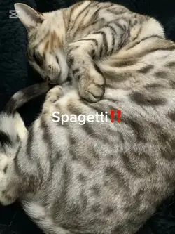 Spaghetti‼️