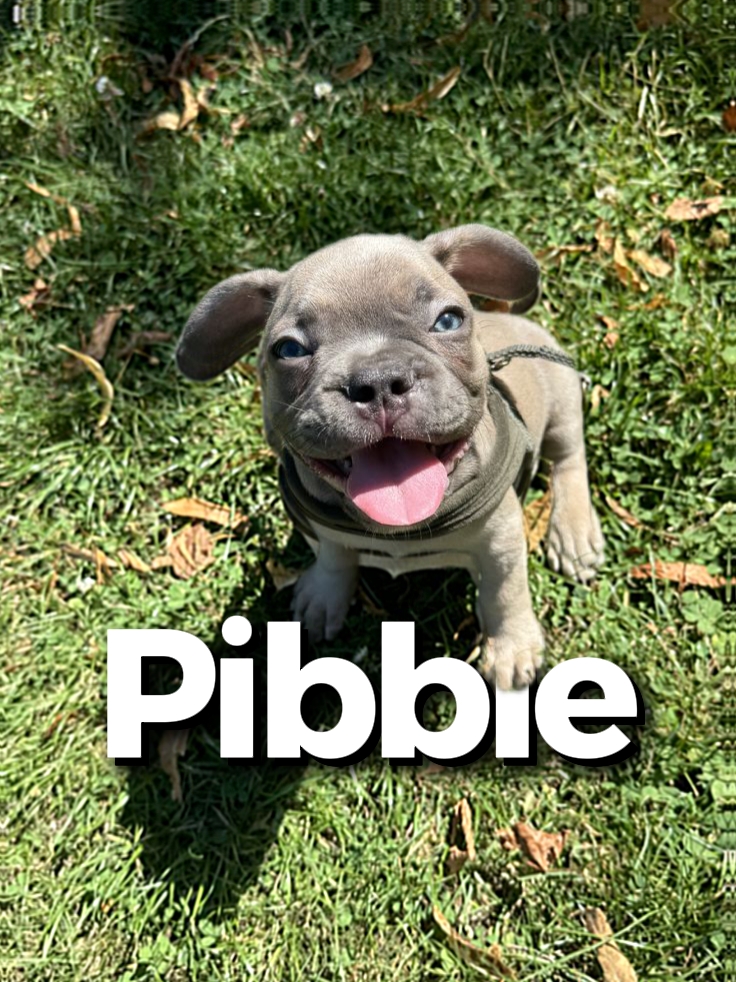 Cachorros de pibble
