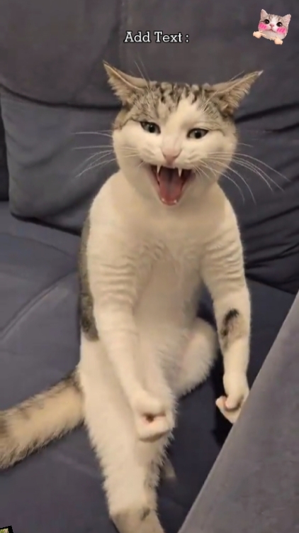 트렌드 고양이.? 