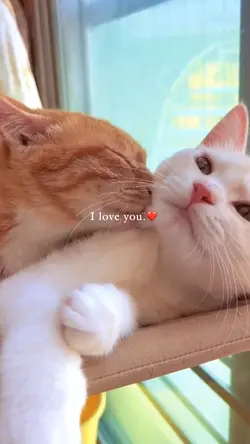 แฟนนน 7 คลิป…