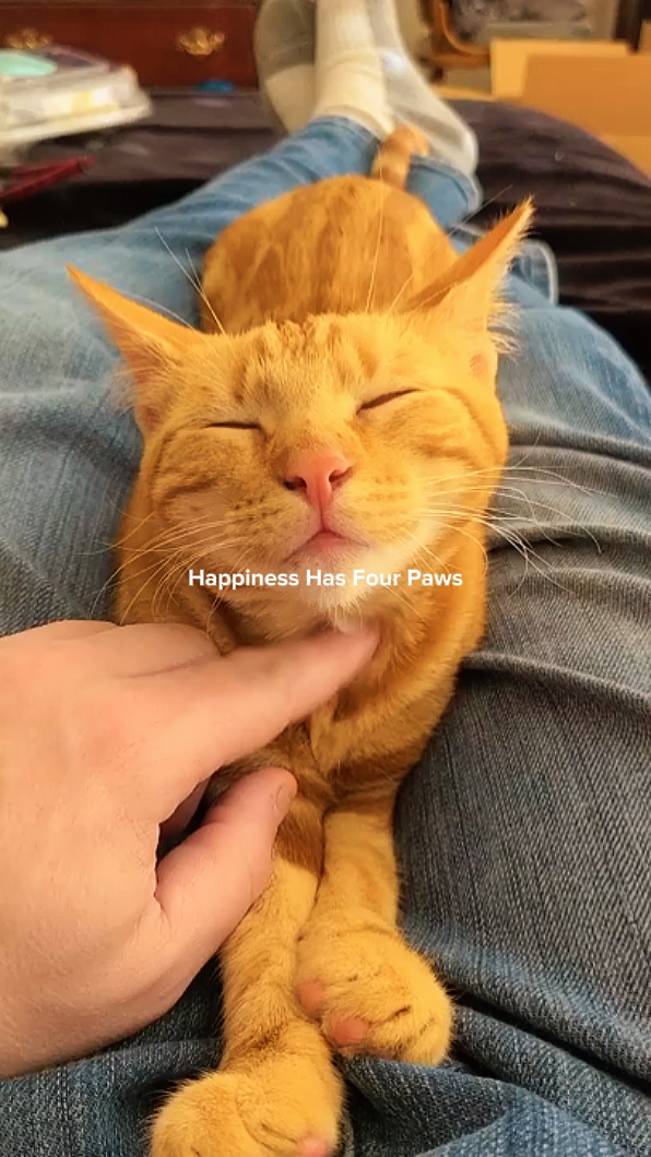 Cat Dump moment
