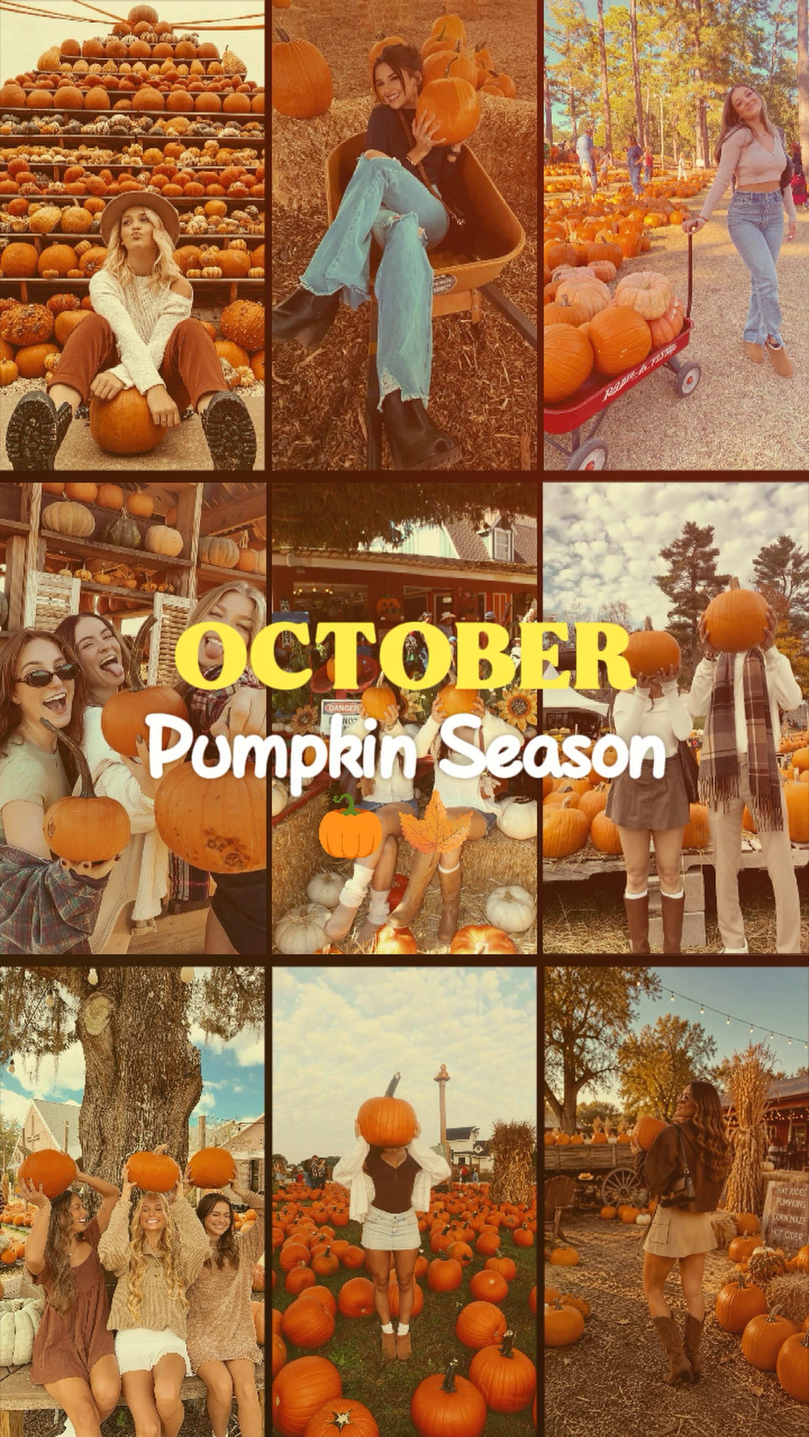 Pumpkin patch 
