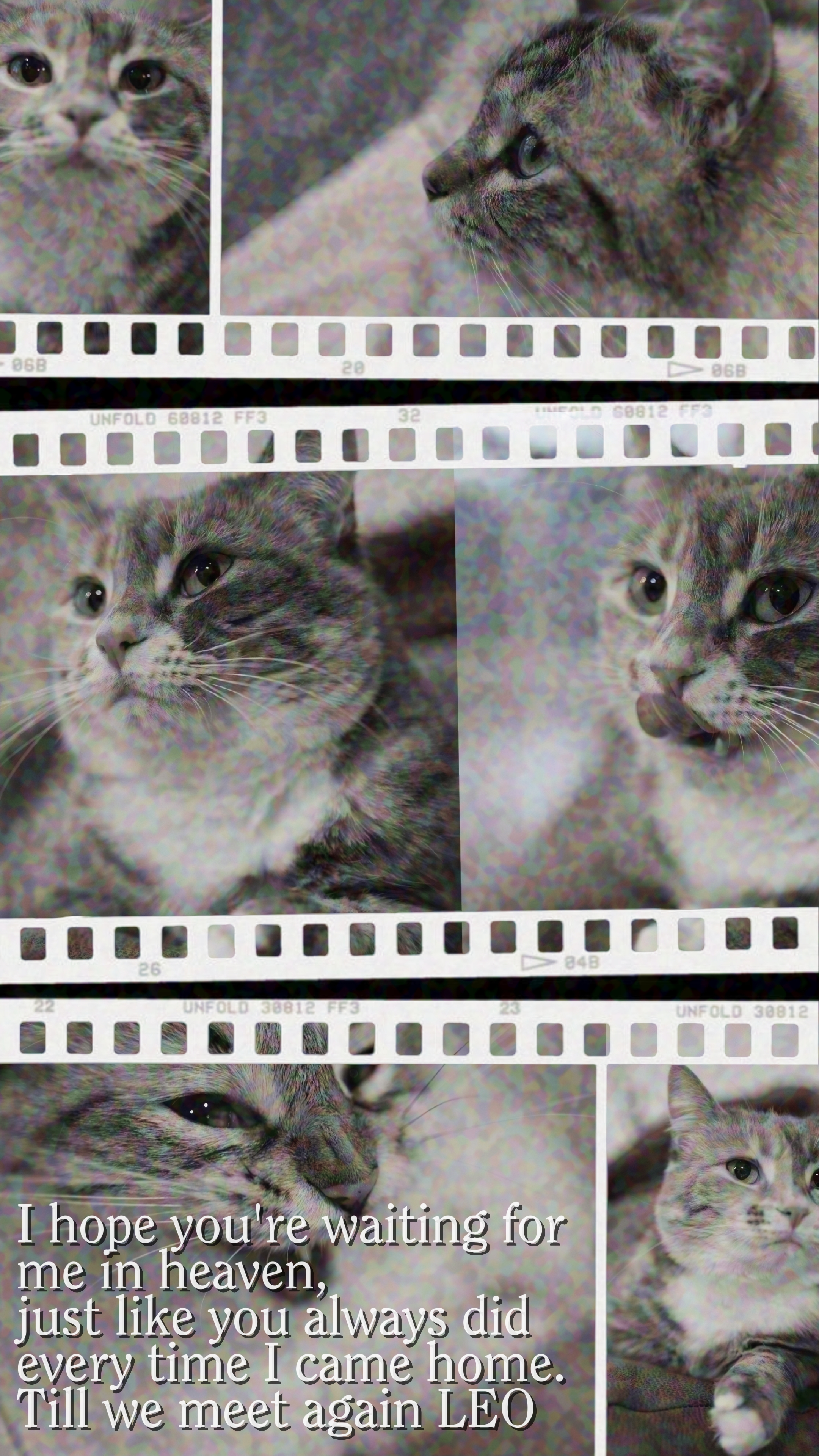 perte de chat
