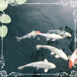 The beauty of Japan: