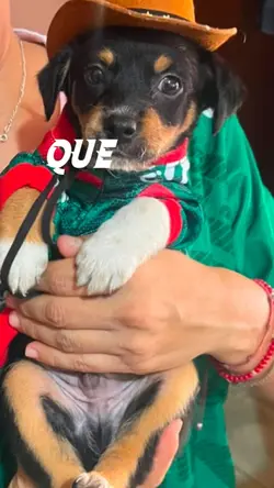 EL MEXICANO ES UN CH