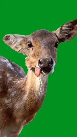 laughing deer
