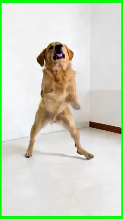dancing dog 